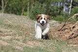 SAINT BERNARD 032